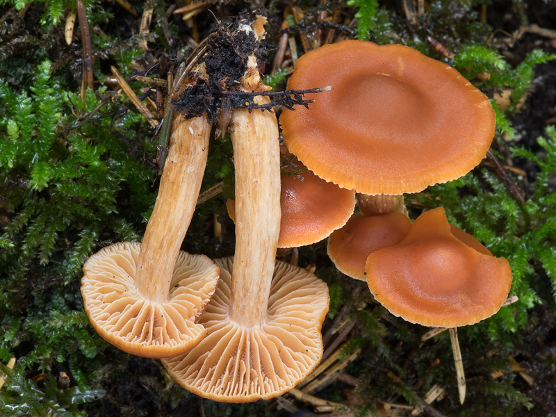 Cortinarius renidens